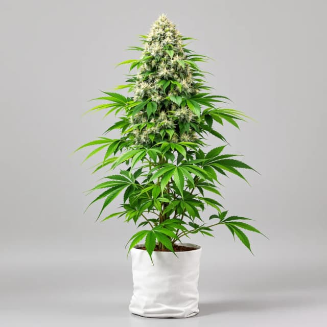 CBD Stress Killer feminized cannabis plant