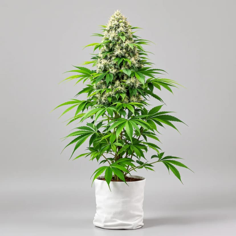 CBD Stress Killer feminized cannabis plant
