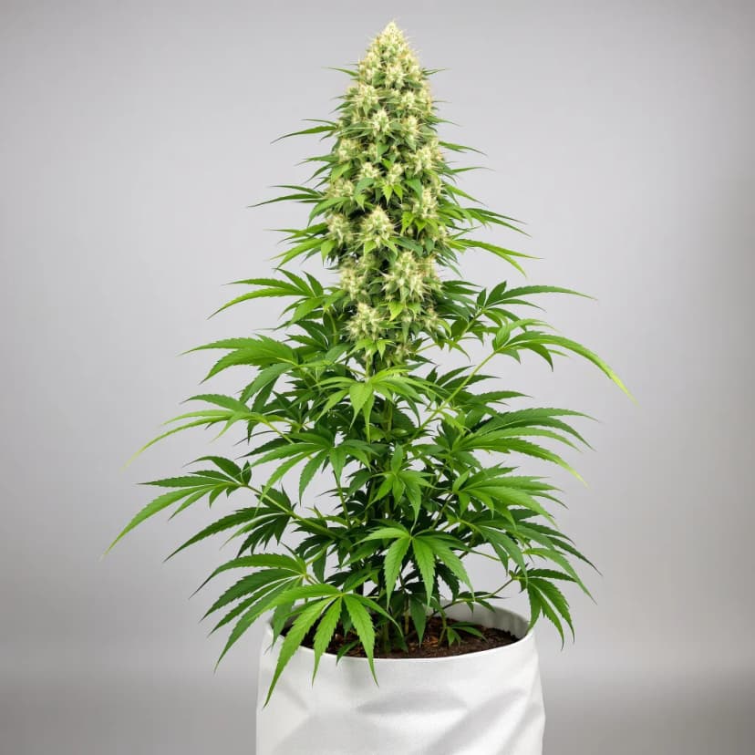 CBD Therapy feminized cannabis plant