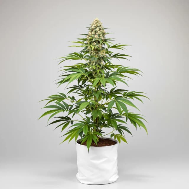 CBD Yummy feminized cannabis plant