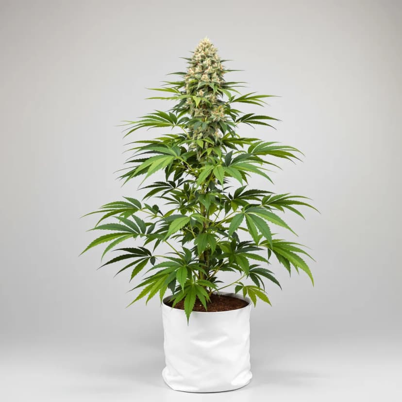 CBD Yummy feminized cannabis plant