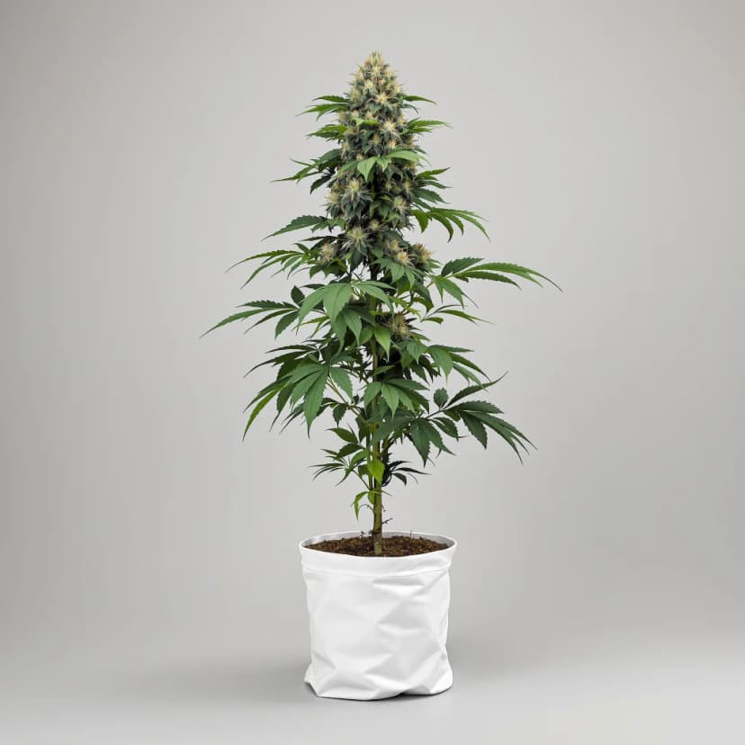 Cement Shoes feminized cannabis plant
