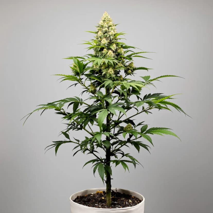 Cereal Milk feminized cannabis plant