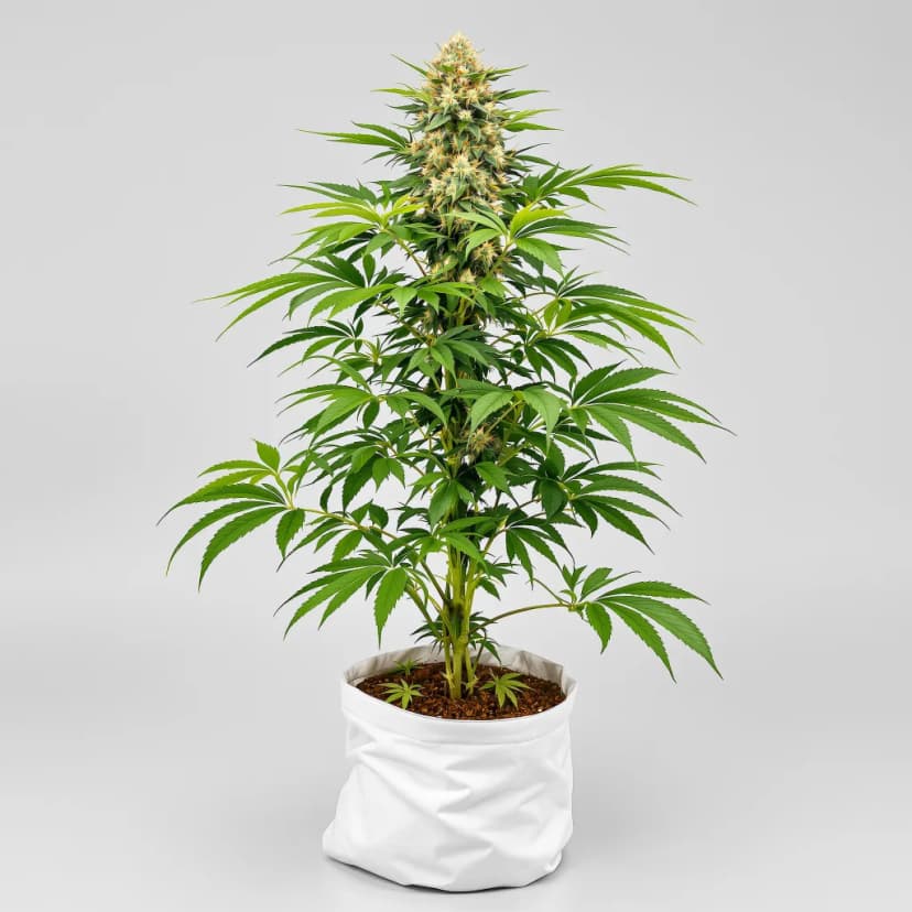 Cheese Quake feminized cannabis plant