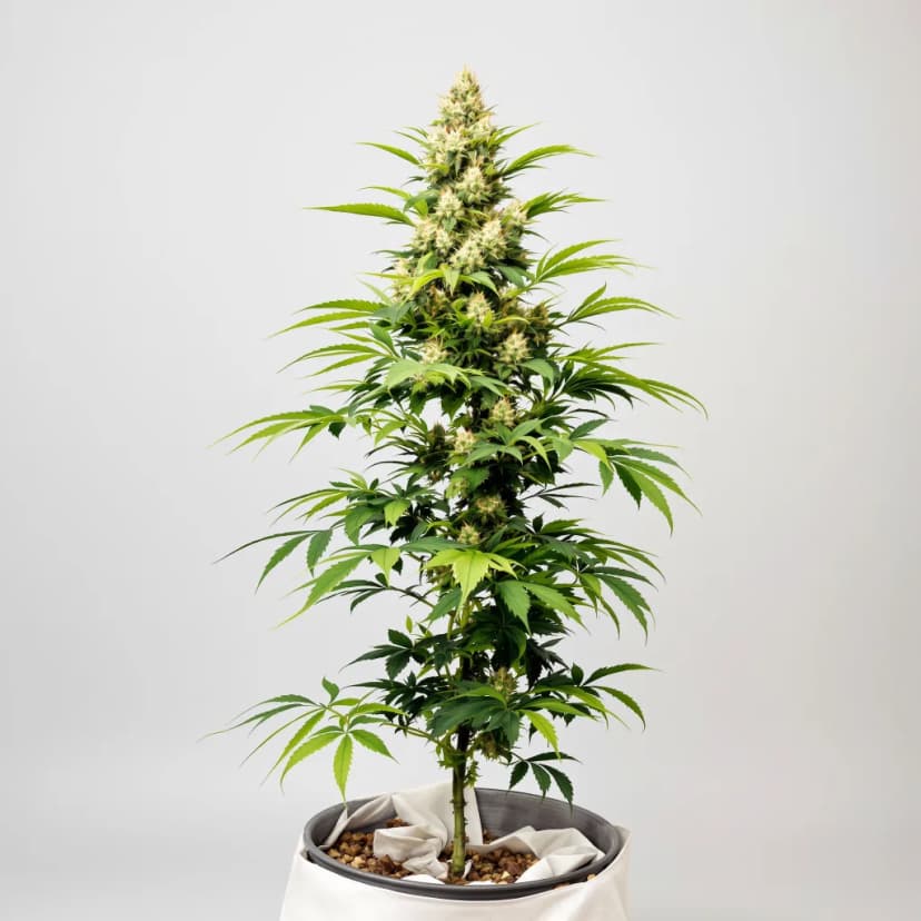 Cheeseburger feminized cannabis plant