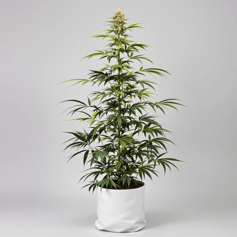 Chem Valley Kush feminized cannabis plant