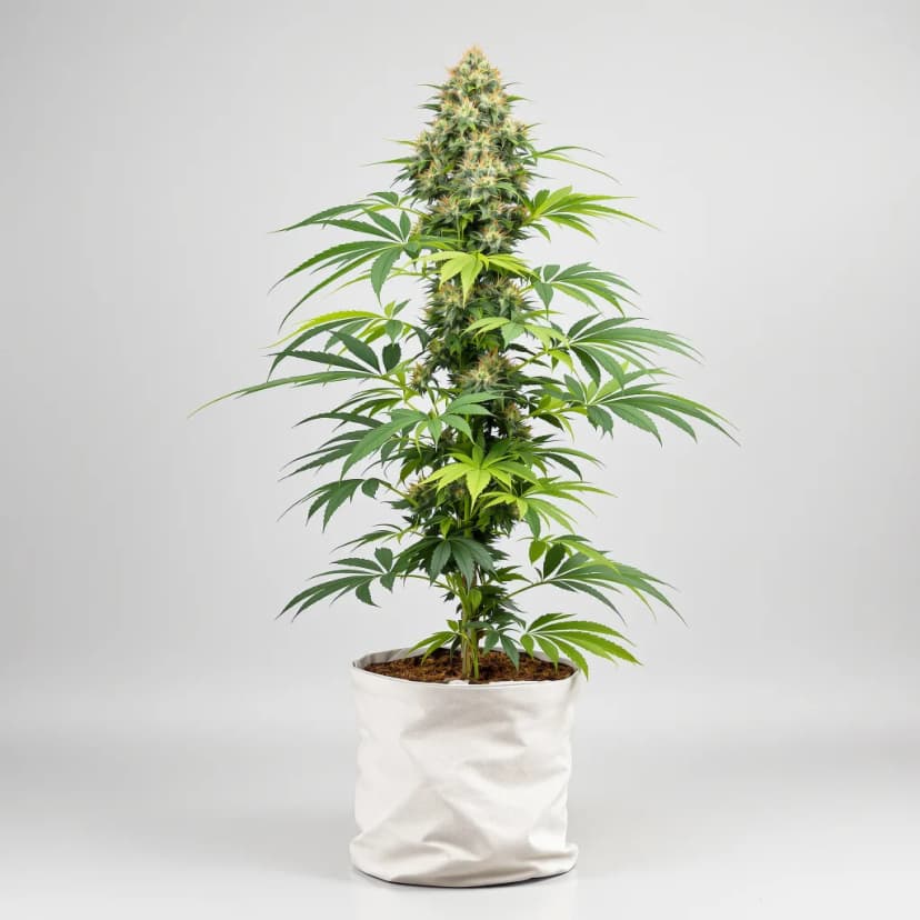 Chemdawg 91 feminized cannabis plant