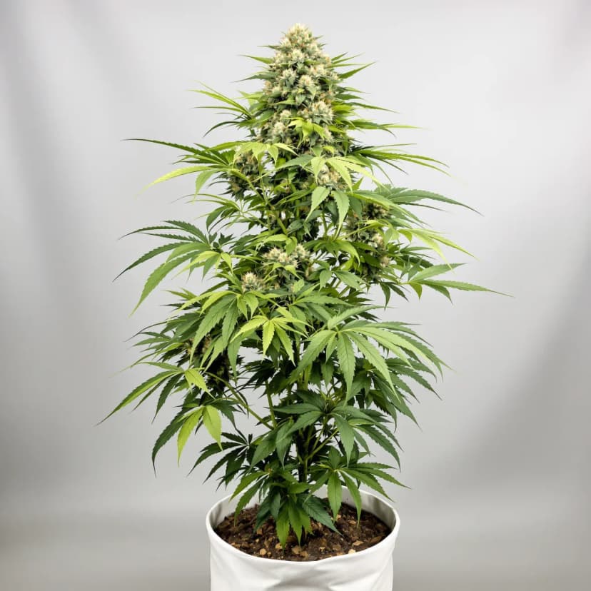Chemdawg Sour Diesel feminized cannabis plant
