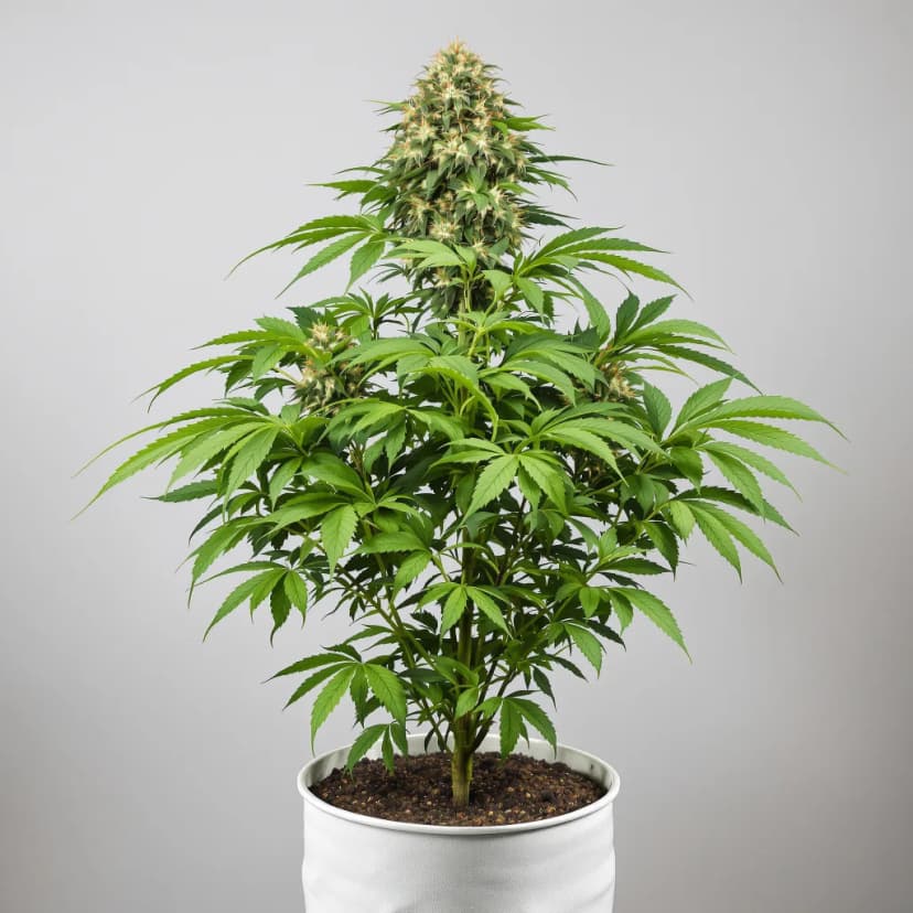 Chemo feminized cannabis plant