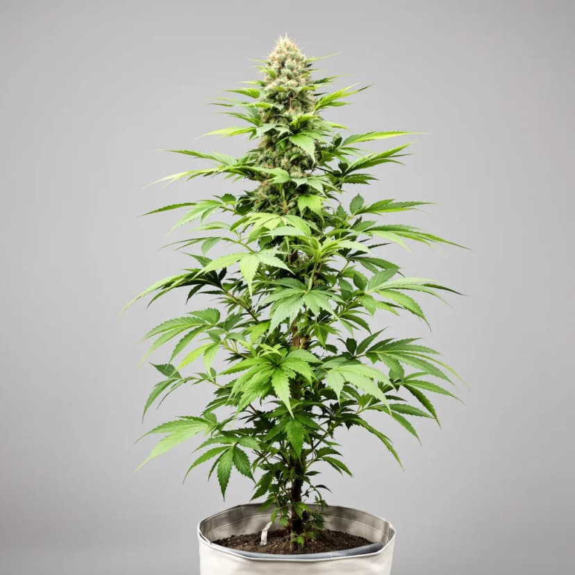 Cherry Chem feminized cannabis plant