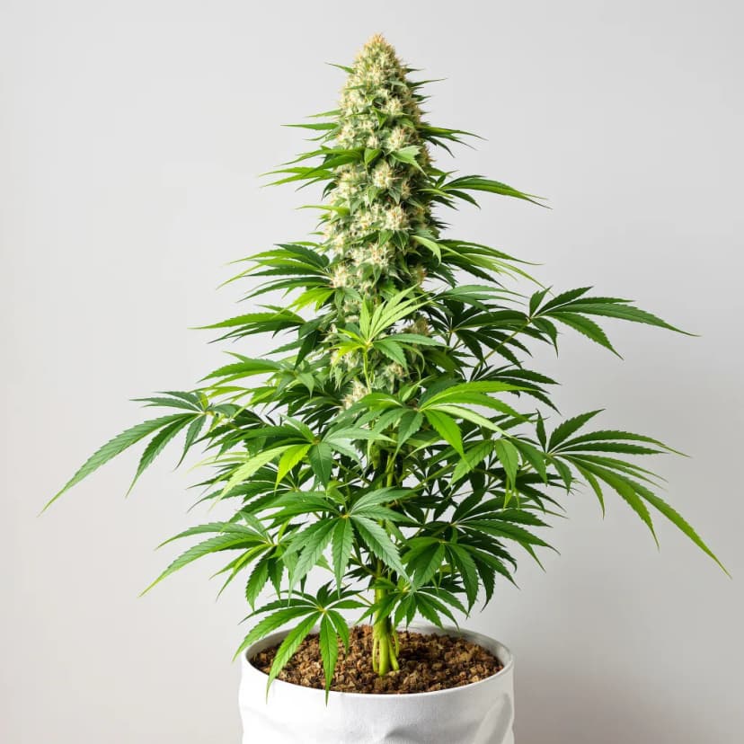 Cherry Kola feminized cannabis plant