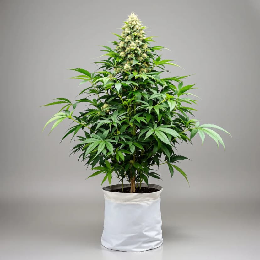 Cherry Kush autoflower cannabis plant