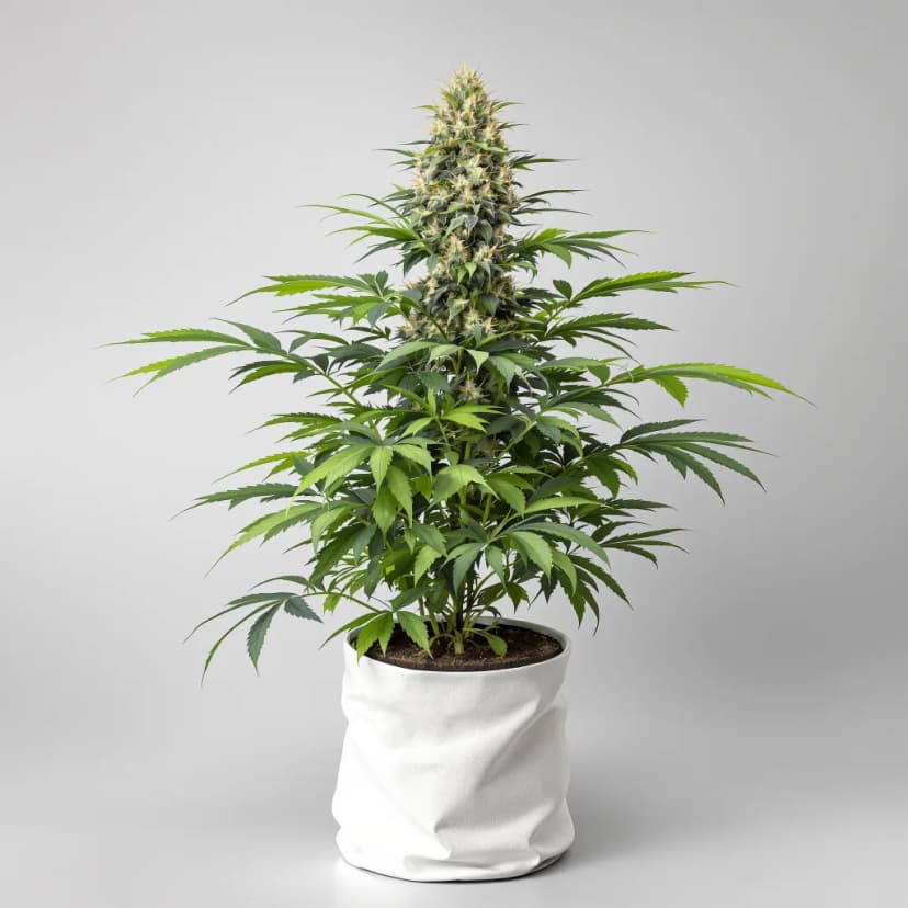 Cherry OG feminized cannabis plant