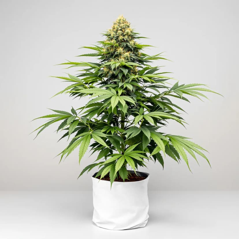 Cherry Pie feminized cannabis plant