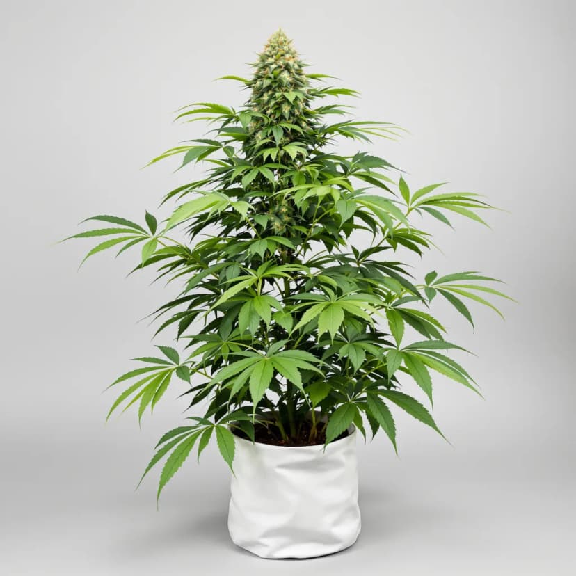 China Yunnan feminized cannabis plant