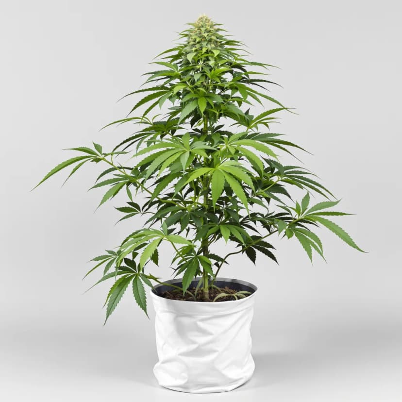 Chocolate Chunk feminized cannabis plant
