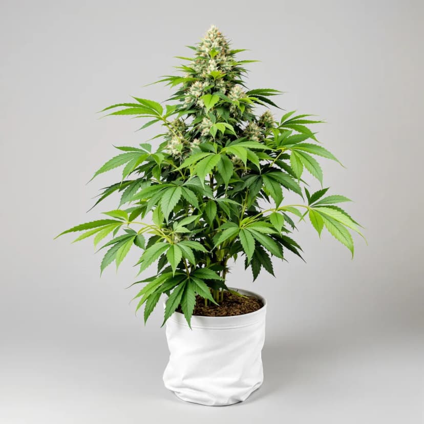 Chocolate Kush feminized cannabis plant