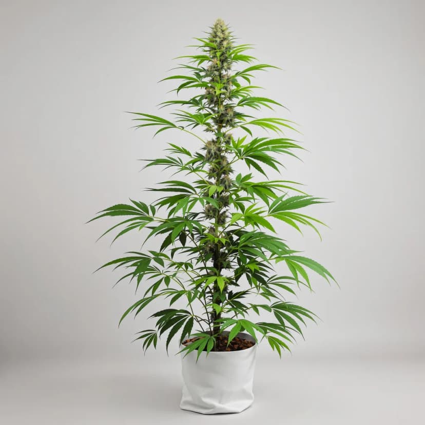 Chocolate Thai feminized cannabis plant