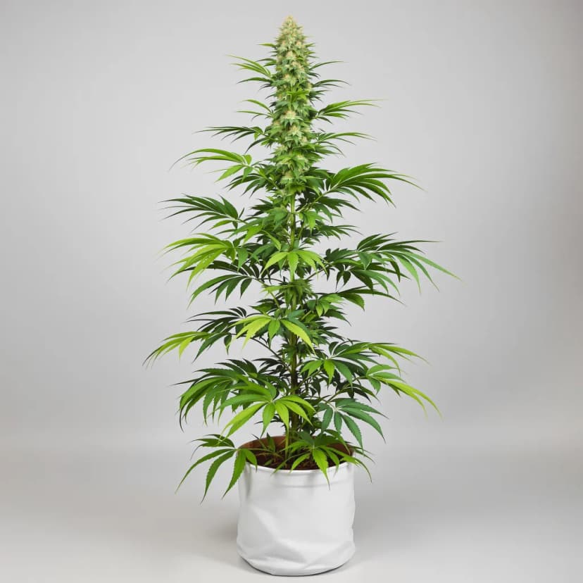 Chocolope feminized cannabis plant