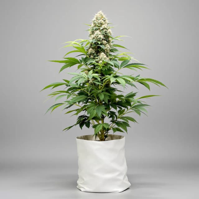Chocolope Kush feminized cannabis plant