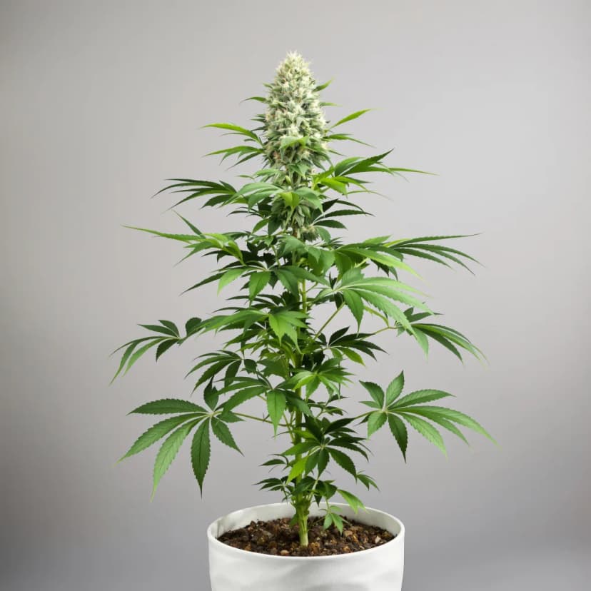 Chronic feminized cannabis plant