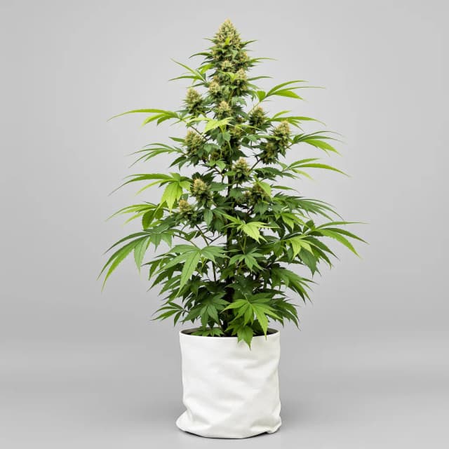 Chronic Thunder feminized cannabis plant