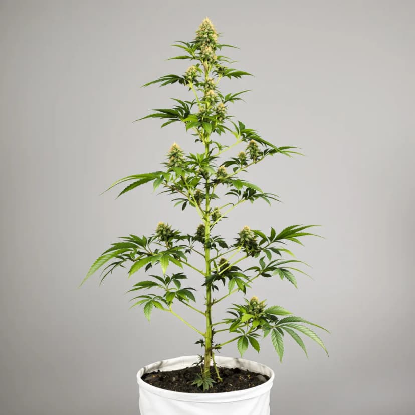 Chupacabra feminized cannabis plant