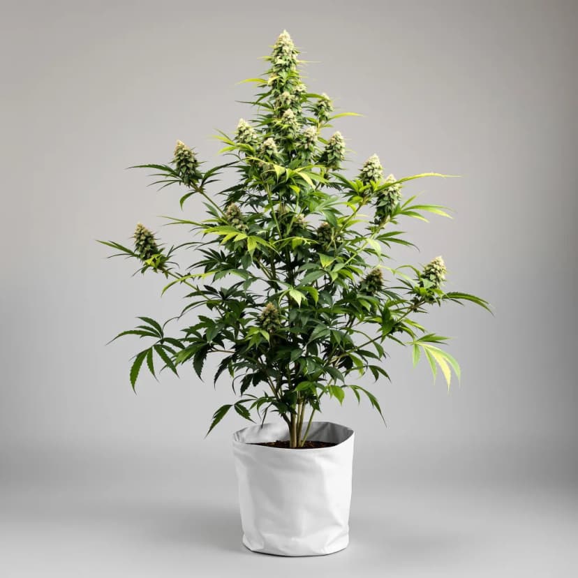 Church OG feminized cannabis plant