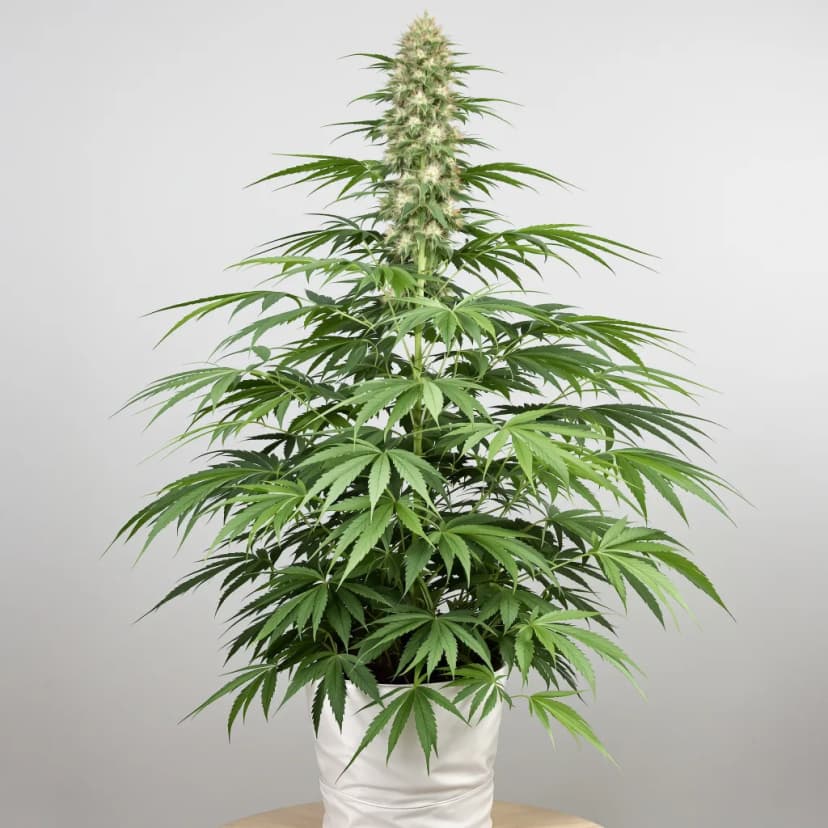 Cinderella 99 feminized cannabis plant