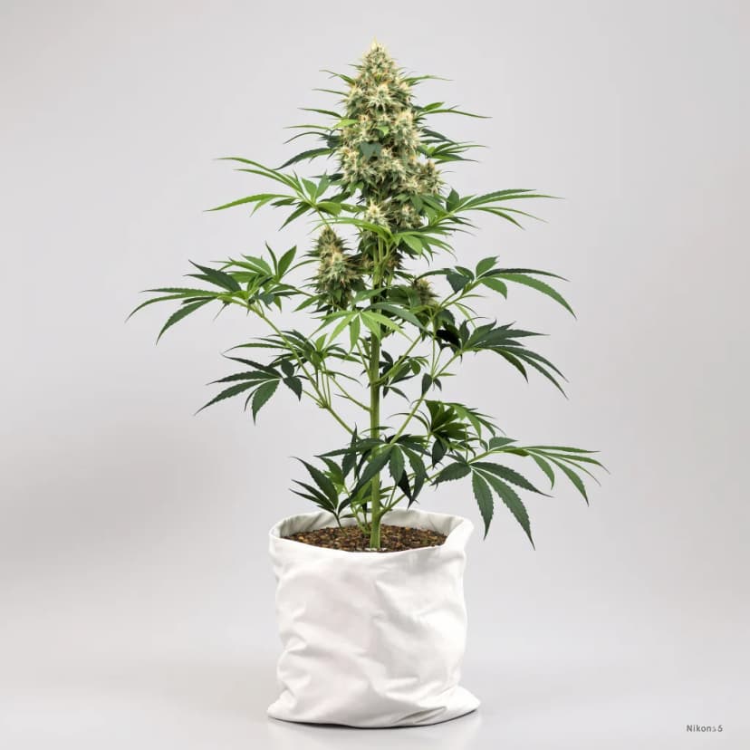 Cinex autoflower cannabis plant