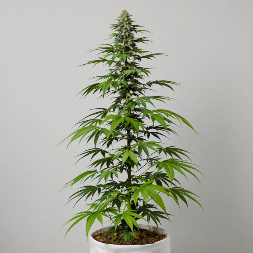 Citrus Sap feminized cannabis plant