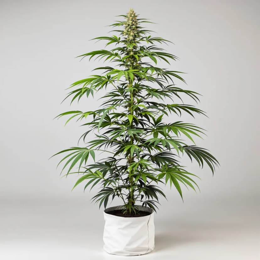 Clementine feminized cannabis plant