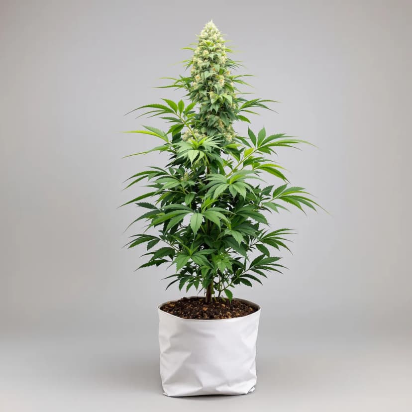 Cold War Kush feminized cannabis plant