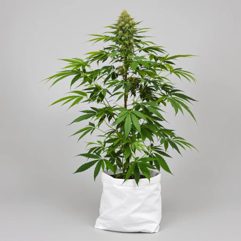Colombian Gold autoflower cannabis plant