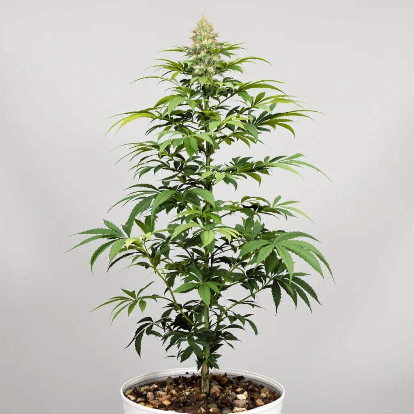 Colombian Gold feminized cannabis plant