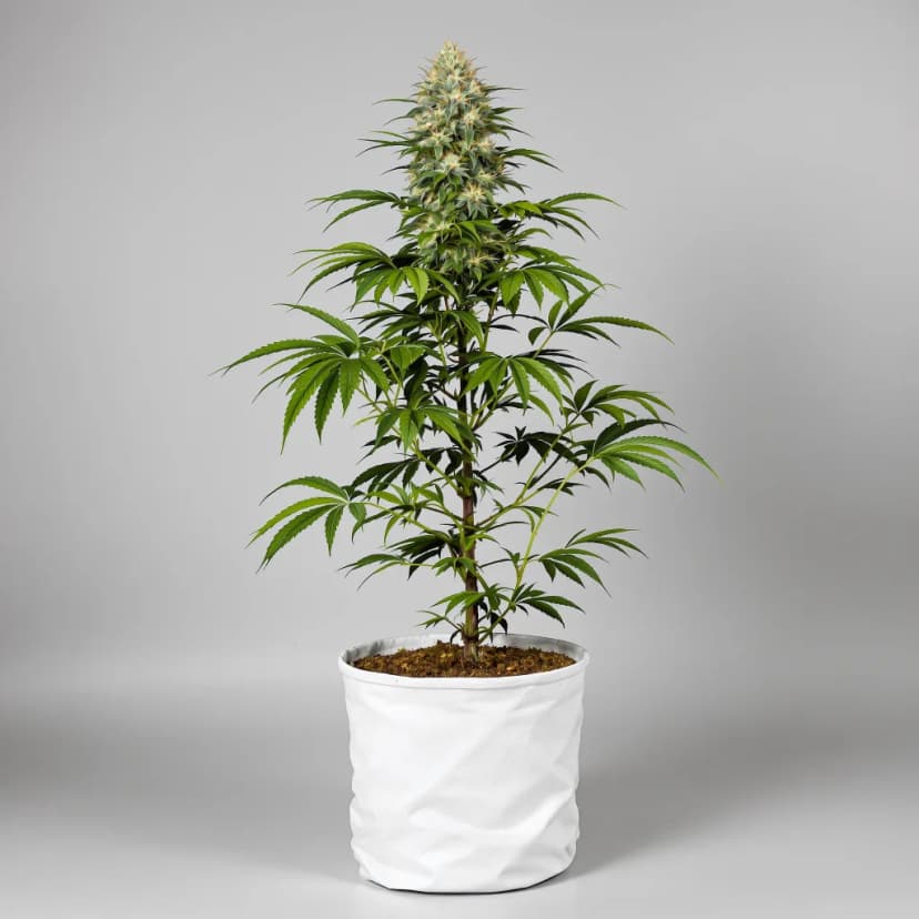 Colorado Bubba feminized cannabis plant