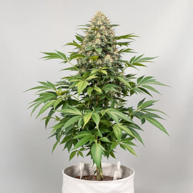 Confidential Wreck feminized cannabis plant