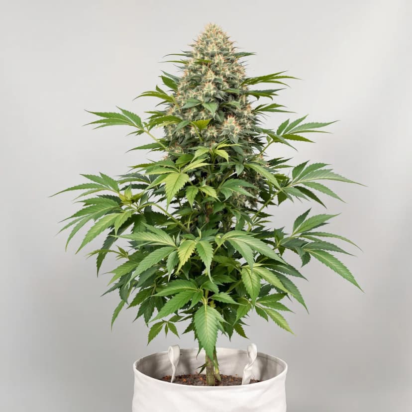 Confidential Wreck feminized cannabis plant