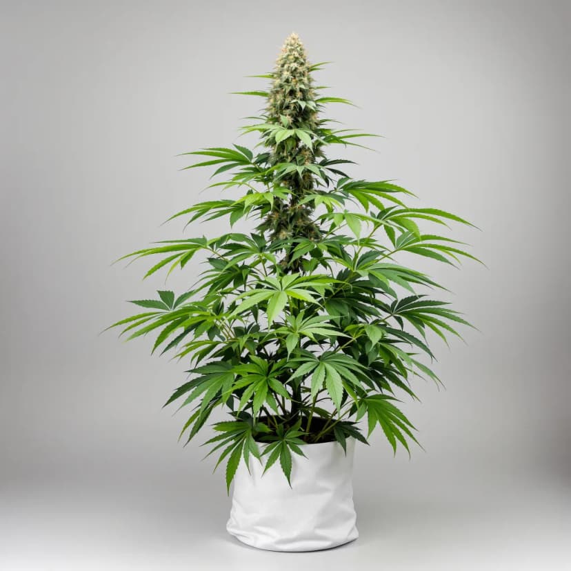 Cookie Jar feminized cannabis plant