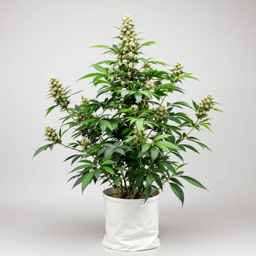 Cookie Wreck autoflower cannabis plant
