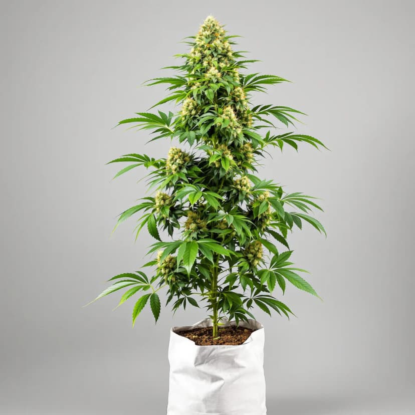 Cookie Wreck feminized cannabis plant