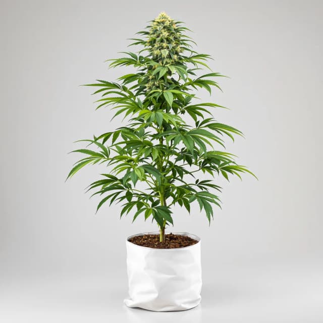Cookies Gelato cannabis seeds packaging, Royal King Seeds USA
