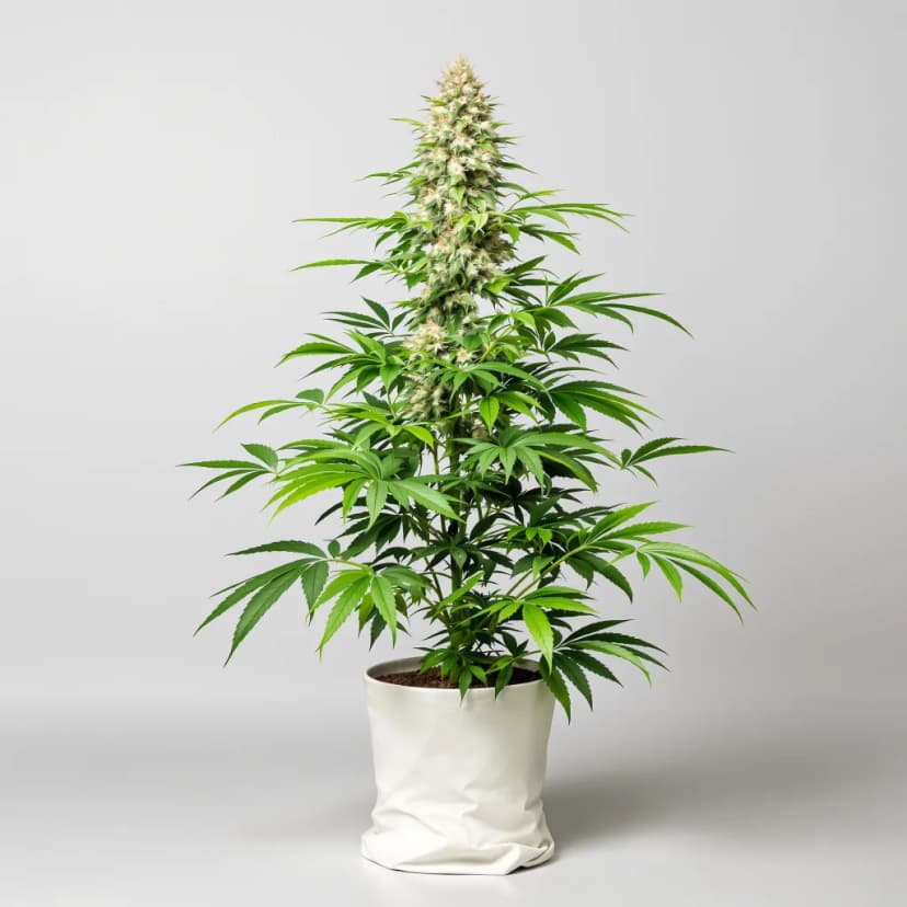 Cookies Gelato feminized cannabis plant
