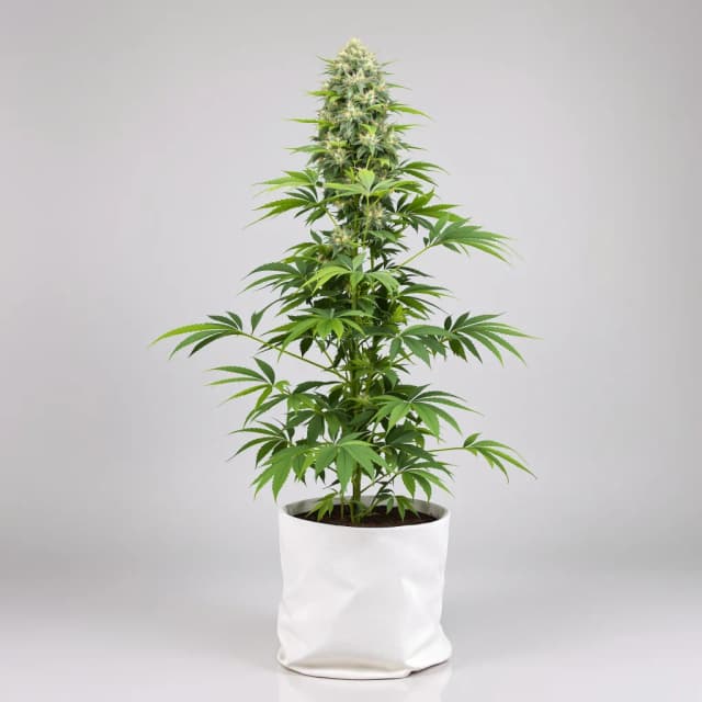 Cookies Kush feminized cannabis plant