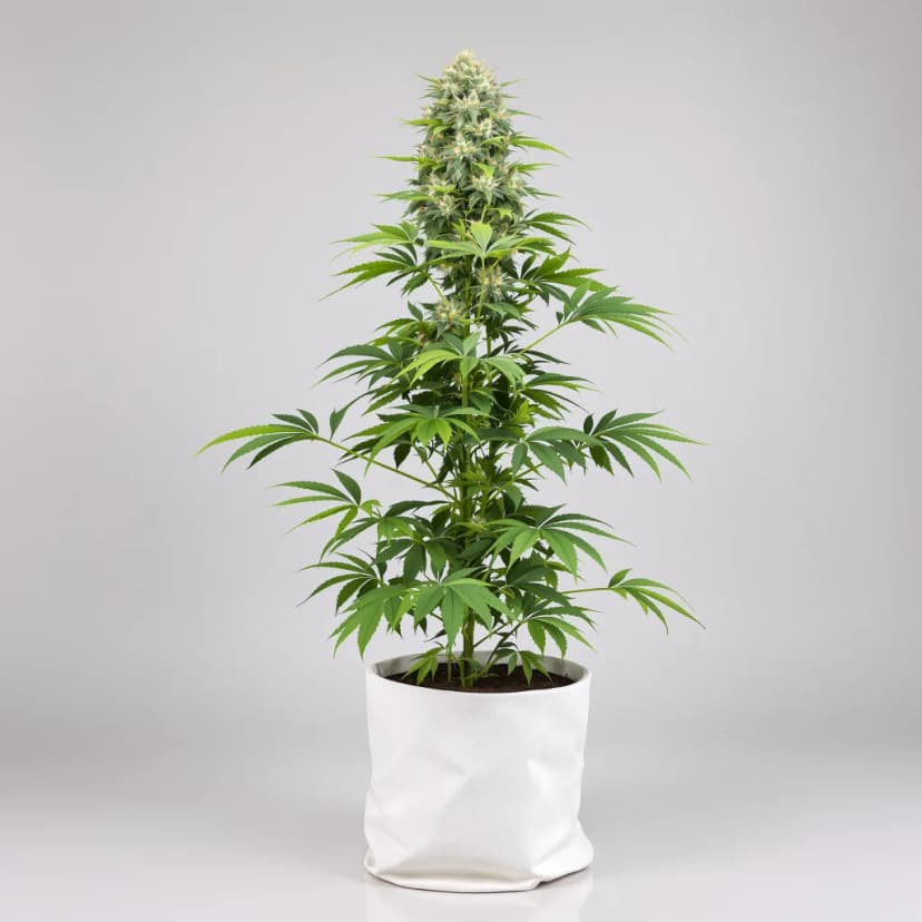 Cookies Kush feminized cannabis plant