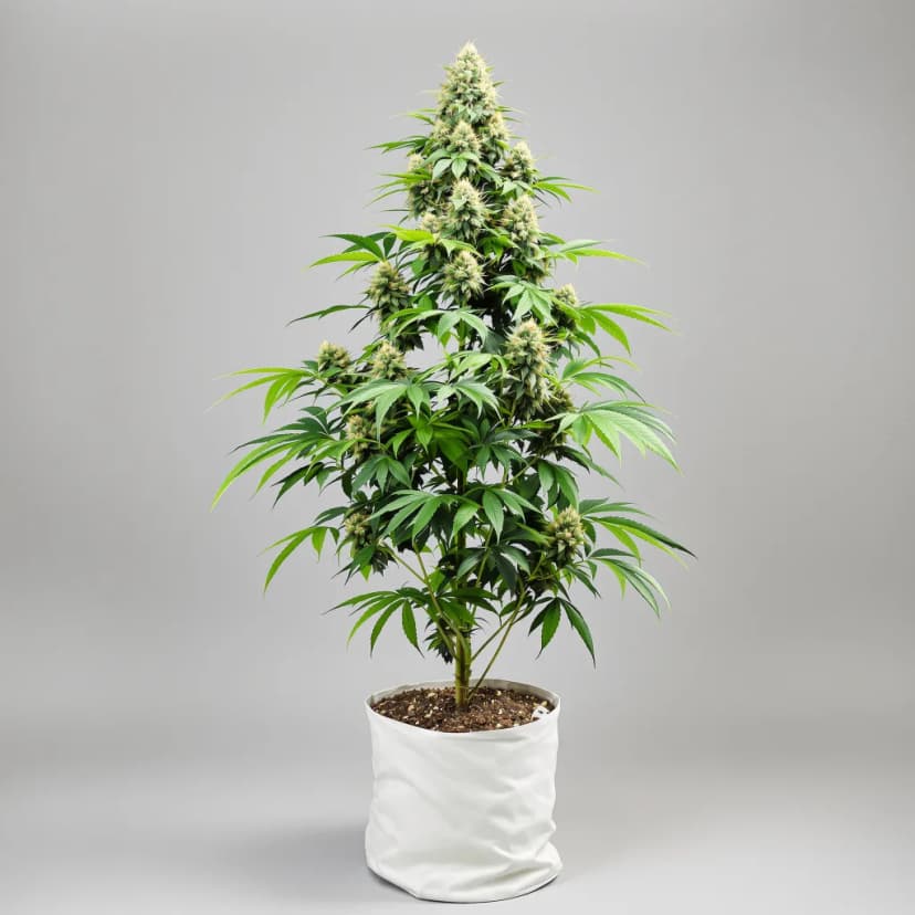Copper Kush feminized cannabis plant