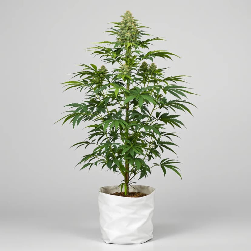Corkscrew autoflower cannabis plant
