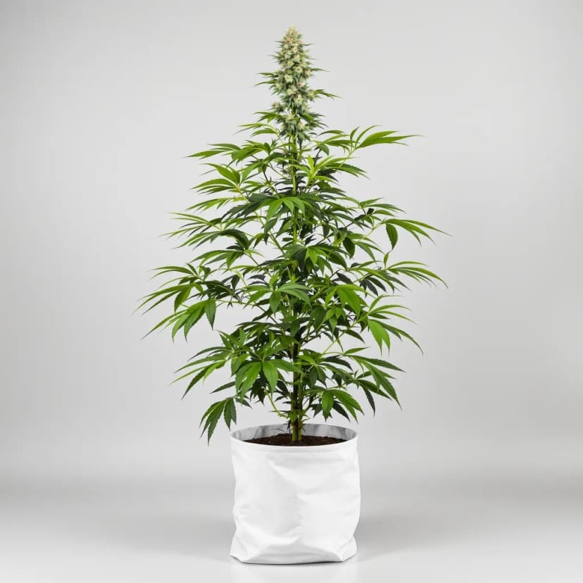 Corkscrew feminized cannabis plant