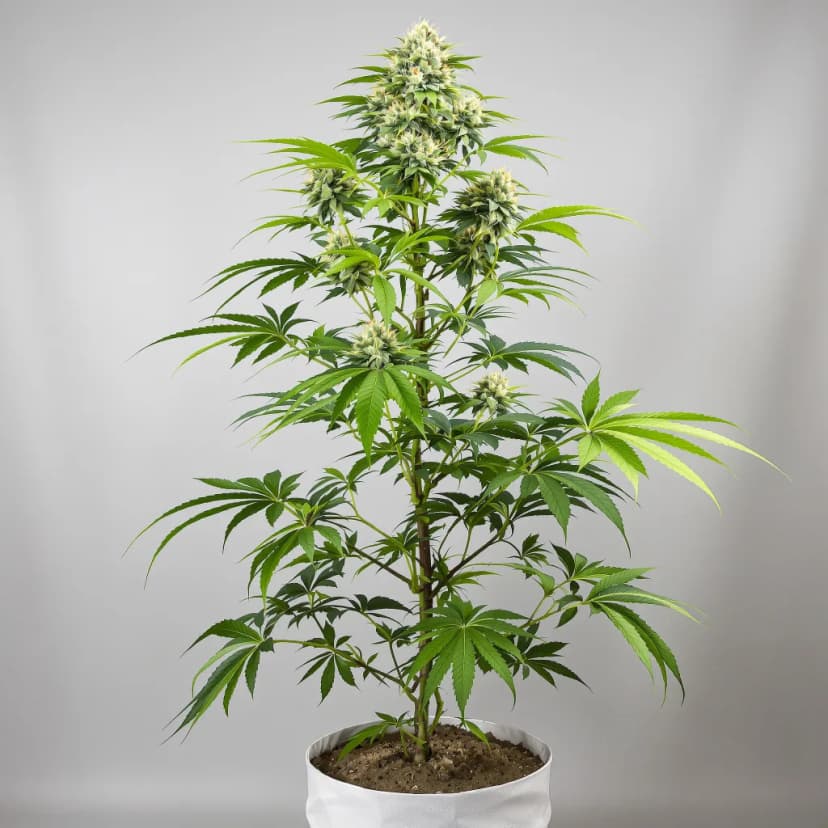 Corleone Kush autoflower cannabis plant