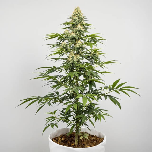 Cotton Candy Kush autoflower cannabis plant